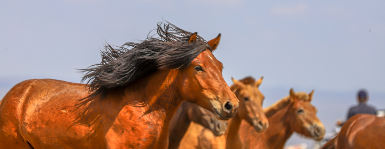 Feel Mongolia Group Horse Riding Tour