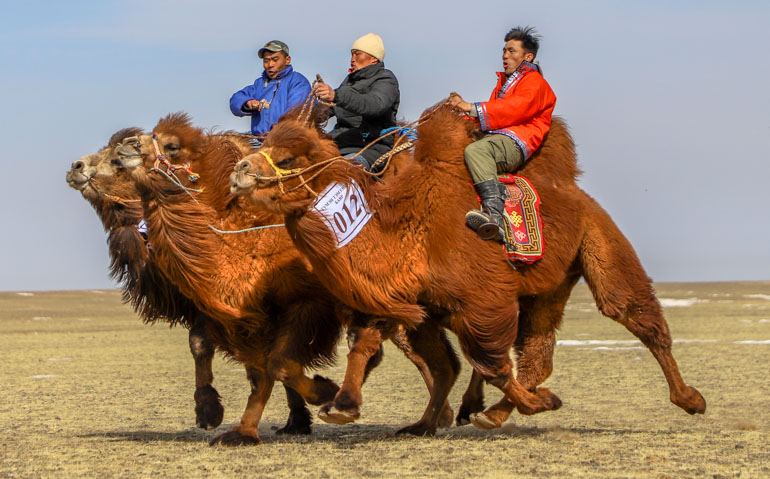 Camel festival