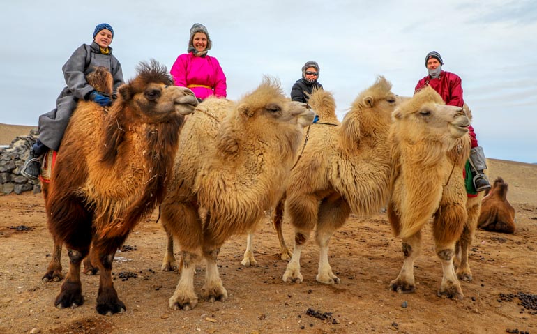 Thousand camel festival Gobi desert